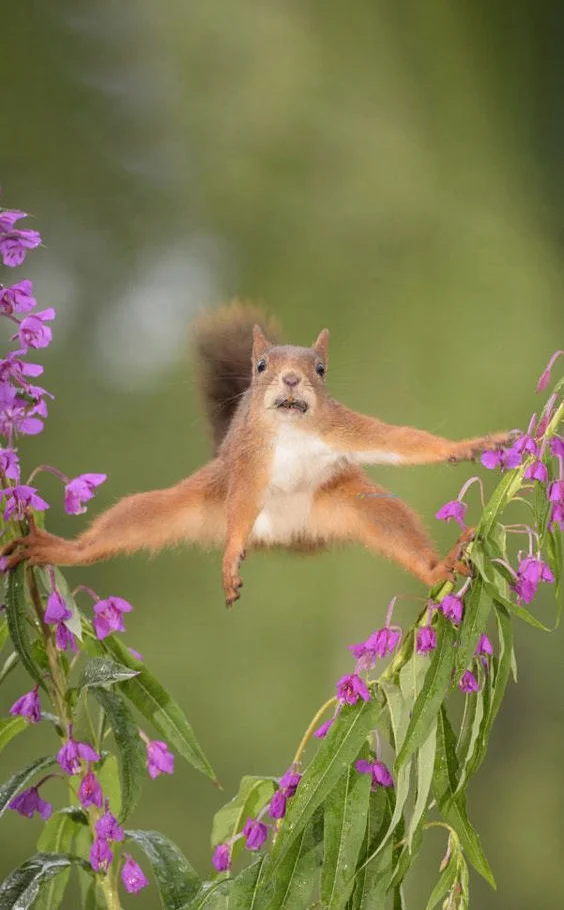 Hình nền con Sóc cute cho điện thoại