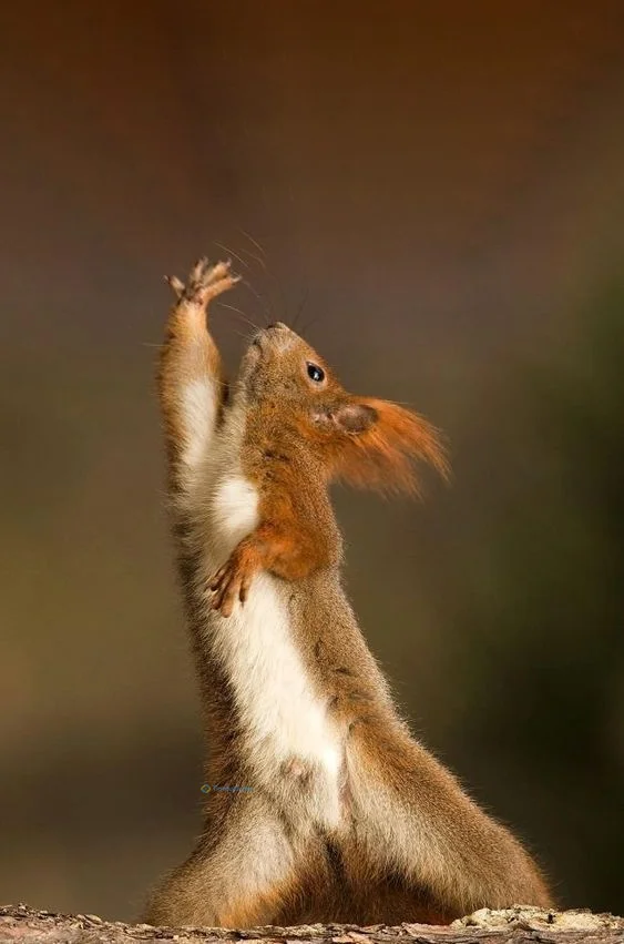 Hình nền con Sóc cute cho điện thoại