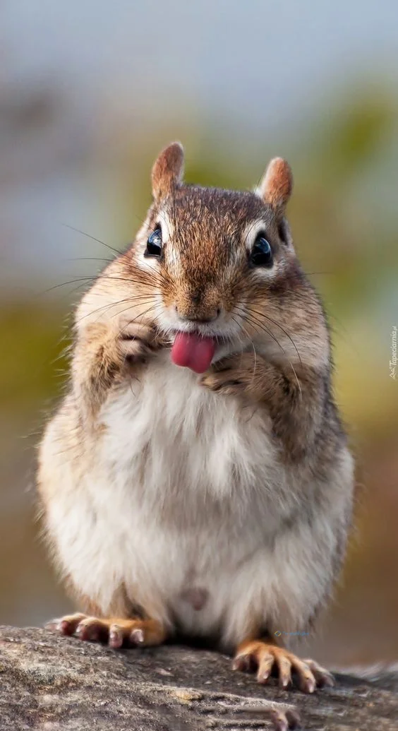 Hình nền con Sóc cute cho điện thoại