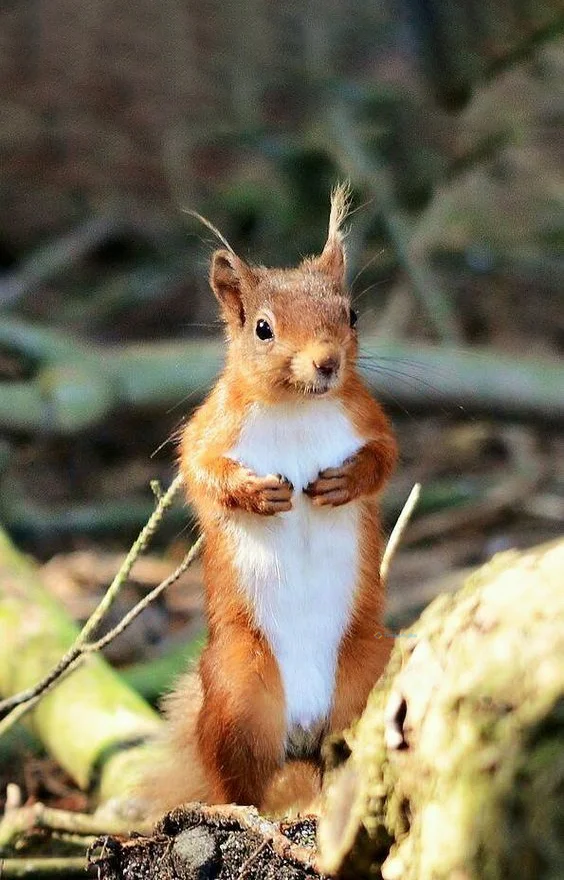 Hình nền con Sóc cute cho điện thoại