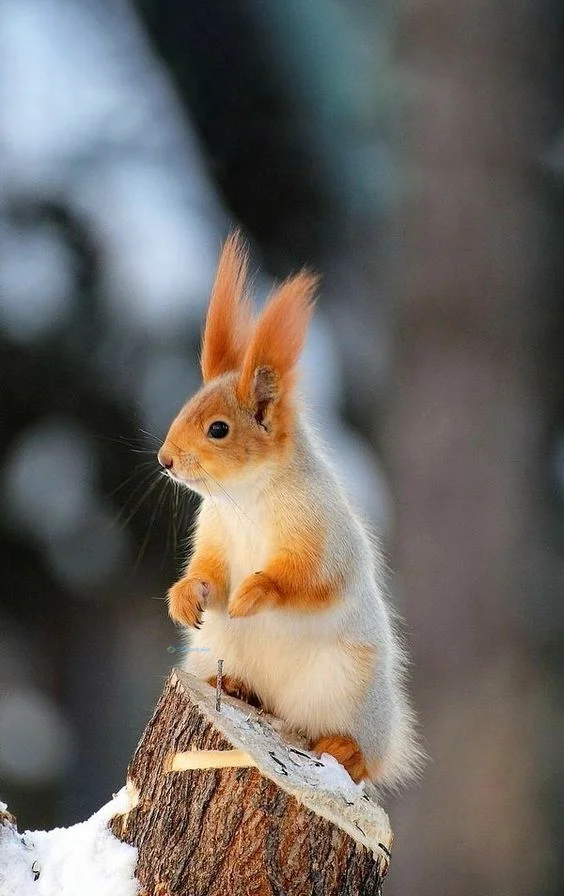 Hình nền con Sóc cute cho điện thoại