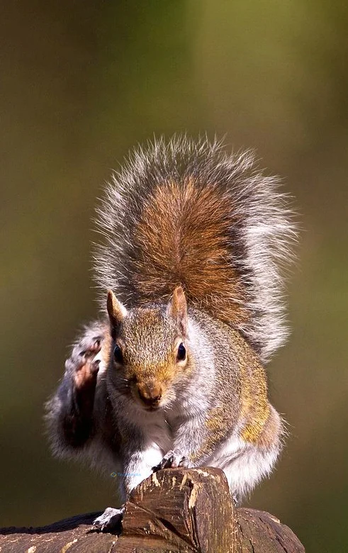 Hình nền con Sóc cute cho điện thoại