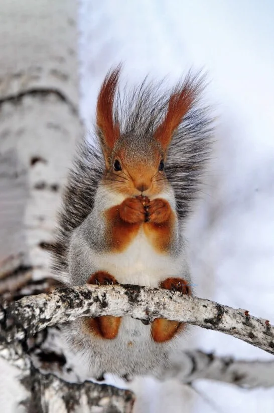 Hình nền con Sóc cute cho điện thoại