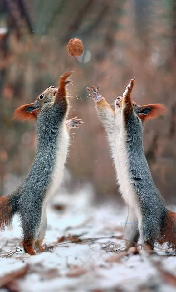 Hình nền con Sóc cute cho điện thoại