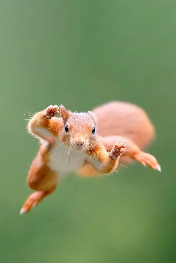 Hình nền con Sóc cute cho điện thoại