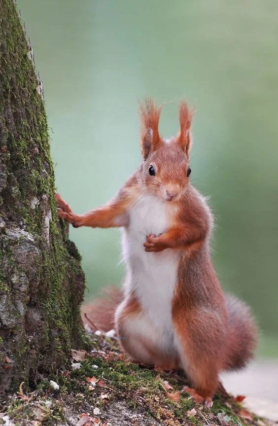 Hình nền con Sóc cute cho điện thoại