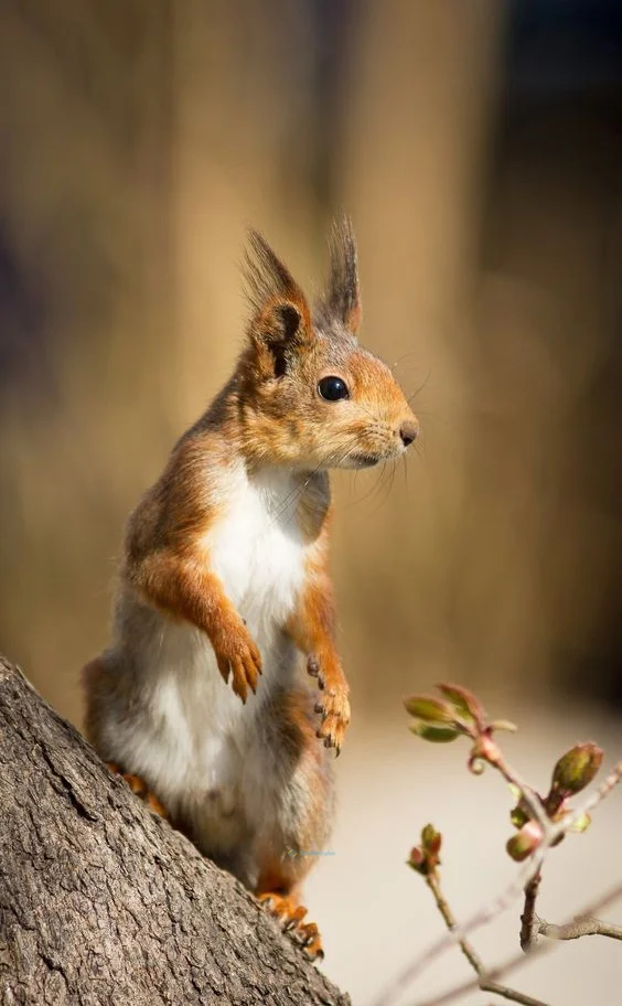 Hình nền con Sóc cute cho điện thoại