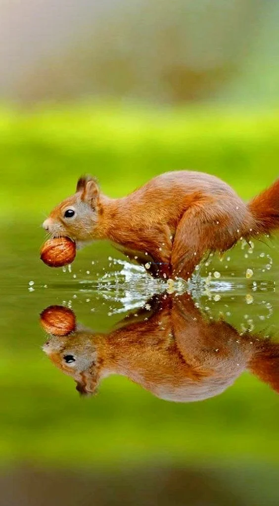 Hình nền con Sóc cute cho điện thoại