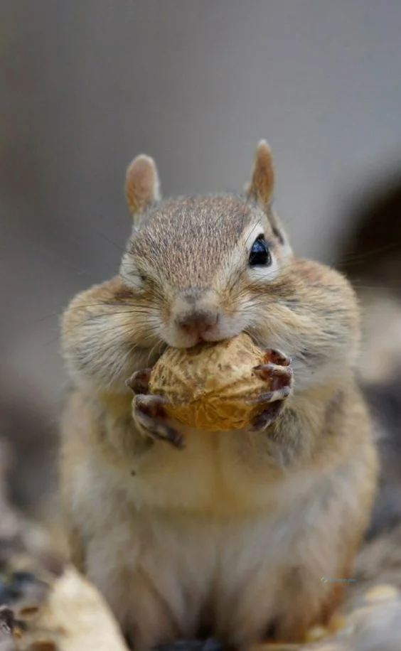 Hình nền con Sóc cute cho điện thoại