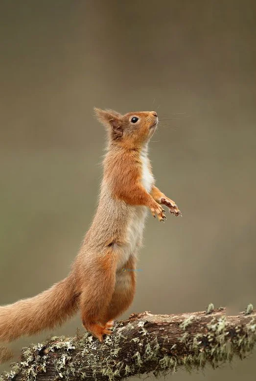 Hình nền con Sóc cute cho điện thoại