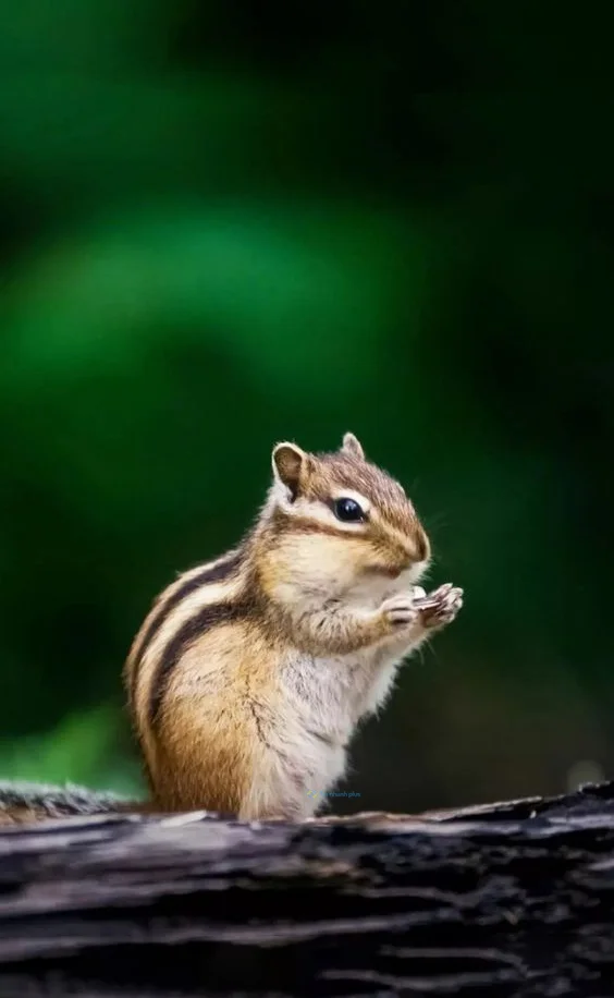 Hình nền con Sóc cute cho điện thoại