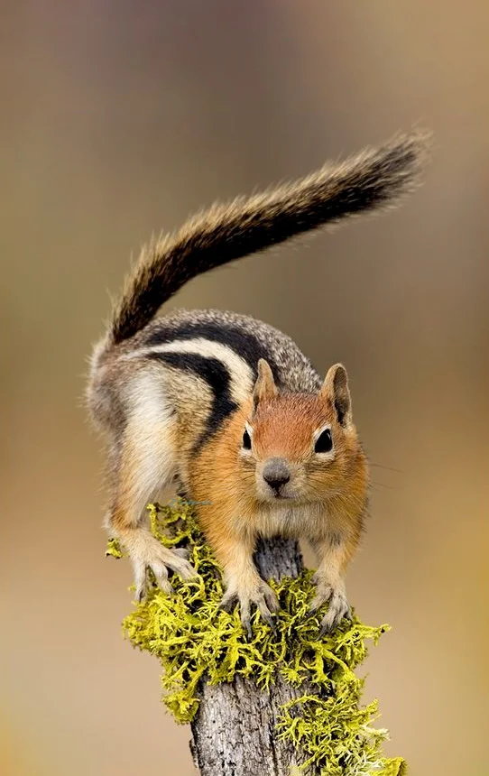 Hình nền con Sóc cute cho điện thoại