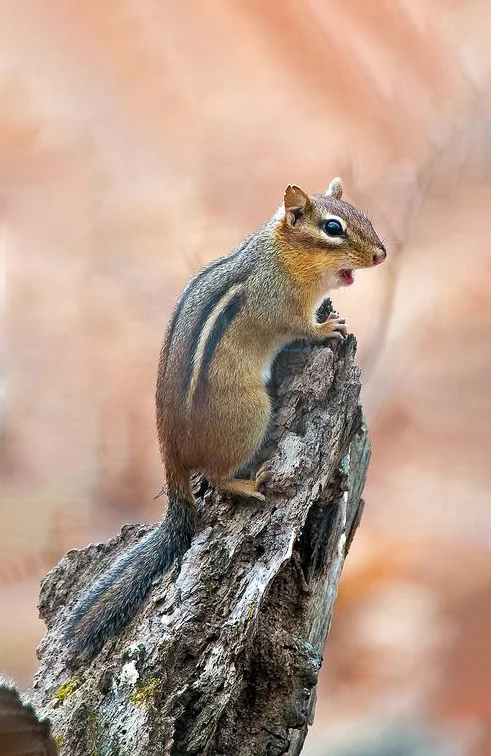 Hình nền con Sóc cute cho điện thoại