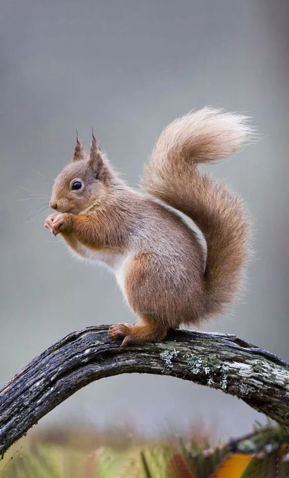 Hình nền con Sóc cute cho điện thoại