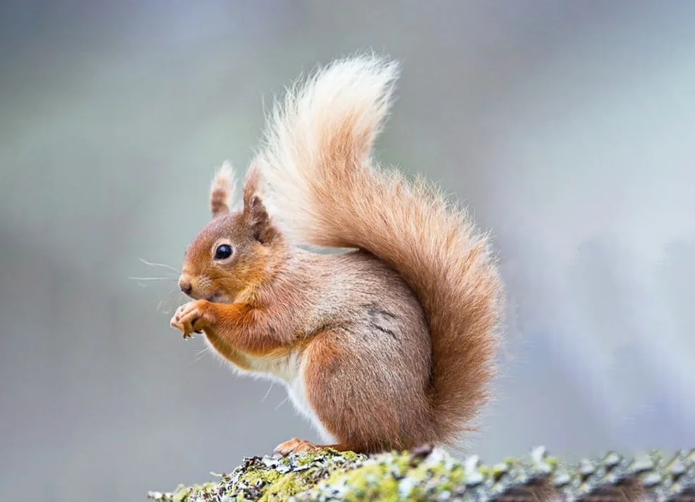 245+ Hình nền con Sóc cute cho điện thoại