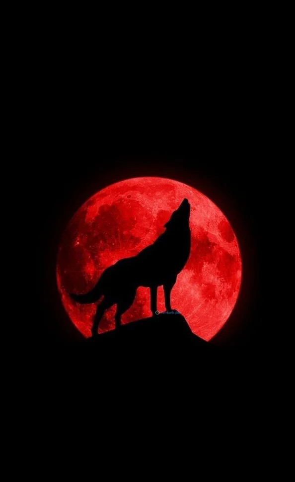 Hình nền con Soi ngầu cho điện thoại