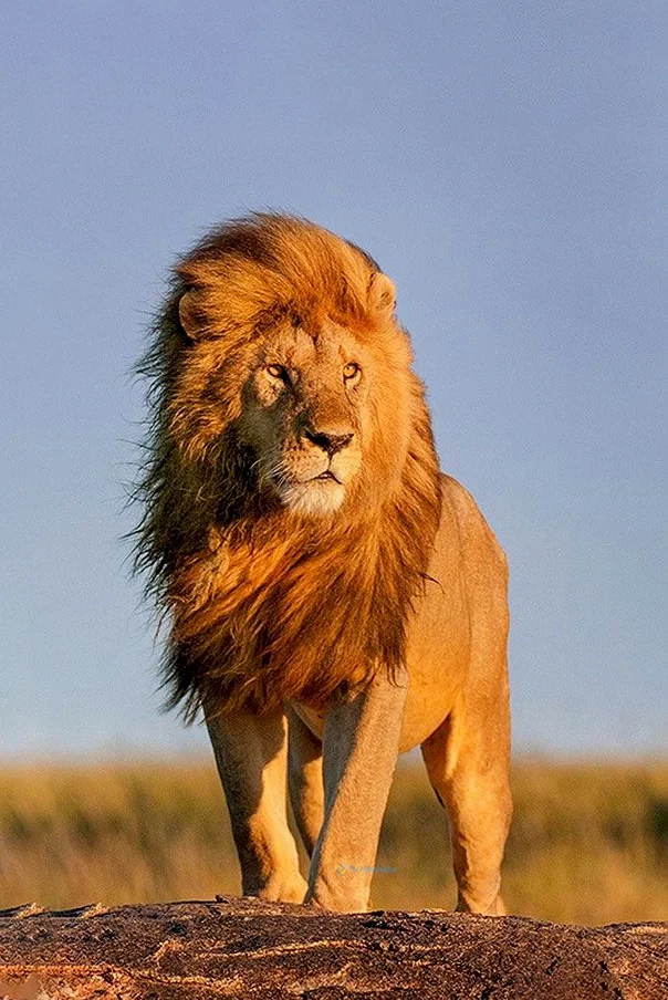 Hình nền Sử Tử cho điện thoại