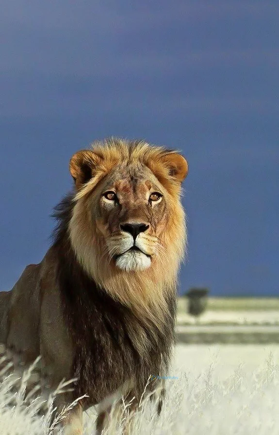 Hình nền Sử Tử cho điện thoại