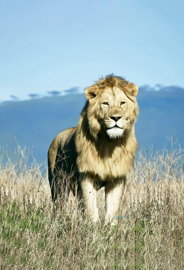 Hình nền Sử Tử cho điện thoại