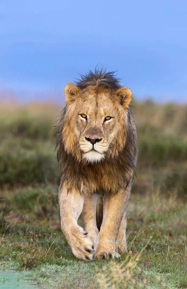 Hình nền Sử Tử cho điện thoại