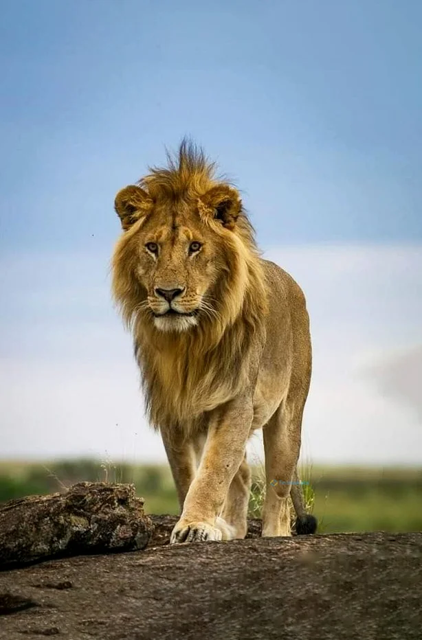 Hình nền Sử Tử cho điện thoại