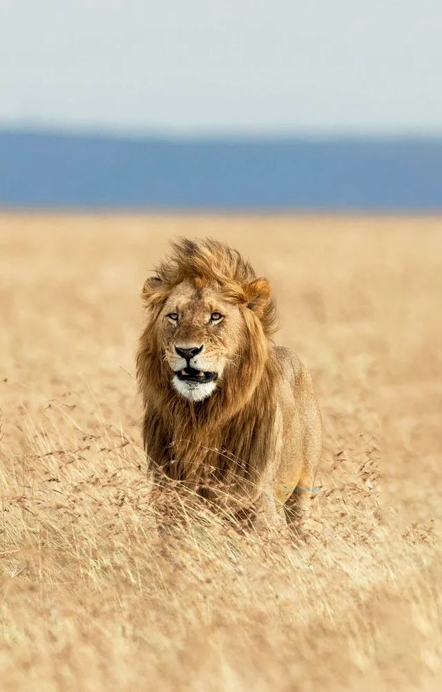 Hình nền Sử Tử cho điện thoại