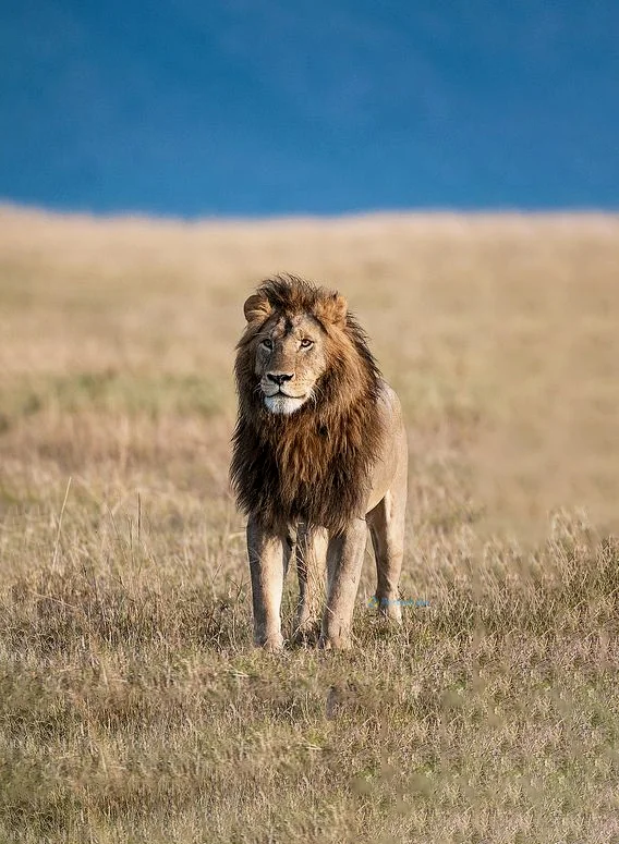 Hình nền Sử Tử cho điện thoại