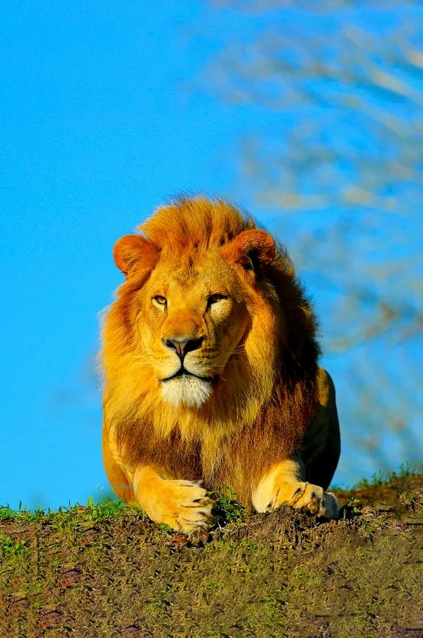 Hình nền Sử Tử cho điện thoại