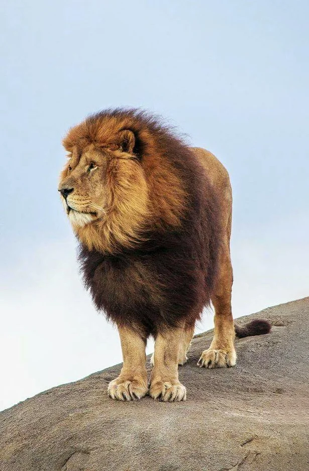 Hình nền Sử Tử cho điện thoại