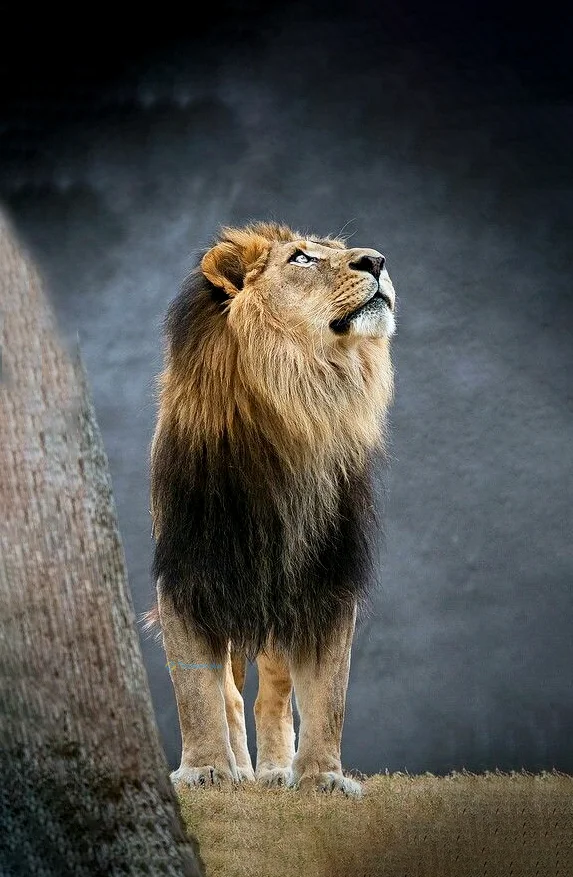 Hình nền Sử Tử cho điện thoại