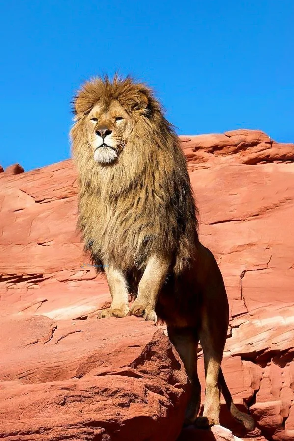 Hình nền Sử Tử cho điện thoại