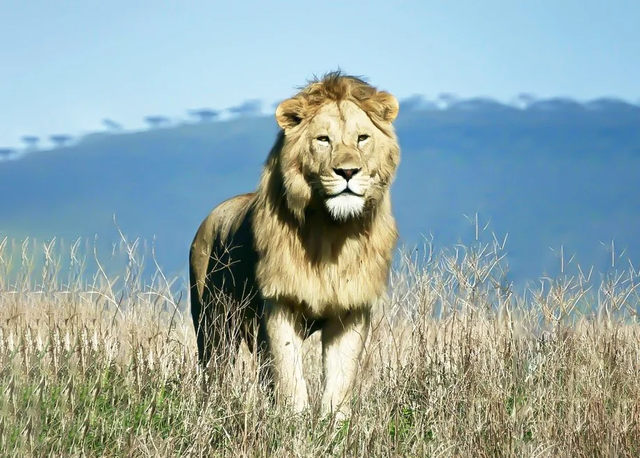 294+ Hình nền Sử Tử cho điện thoại