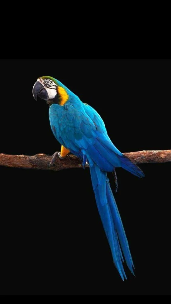 Hình nền con Vẹt cho điện thoại