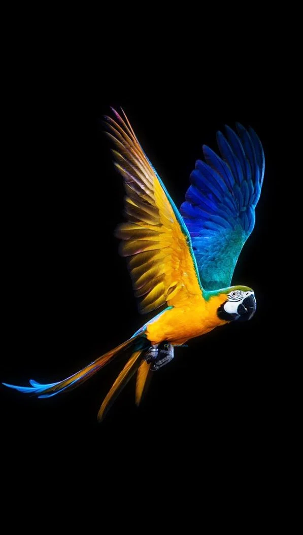 Hình nền con Vẹt cho điện thoại