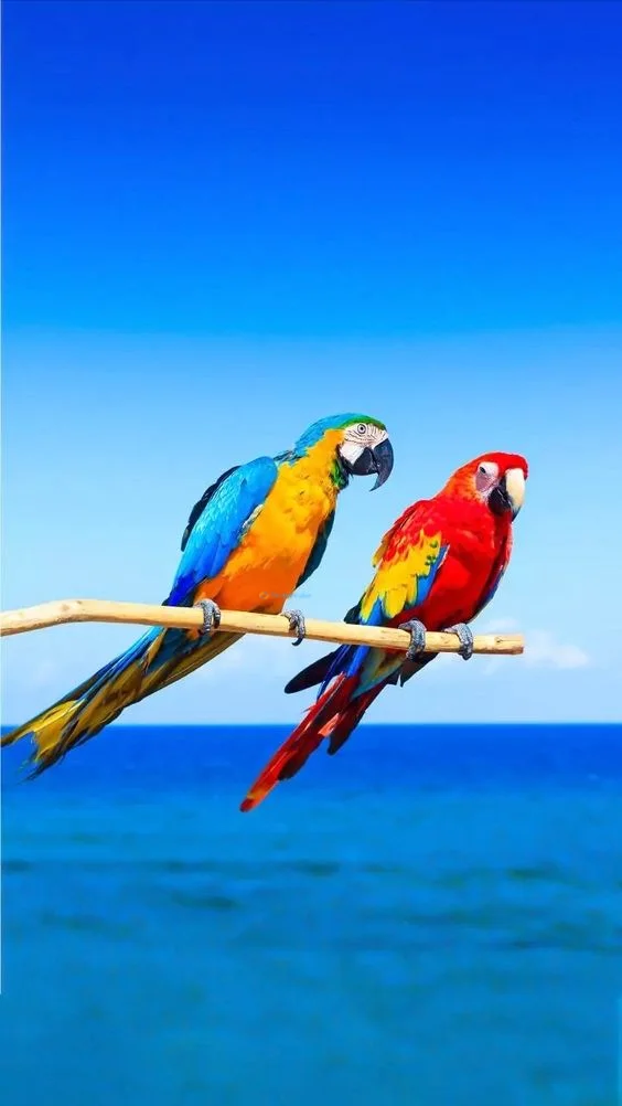 Hình nền con Vẹt cute cho điện thoại