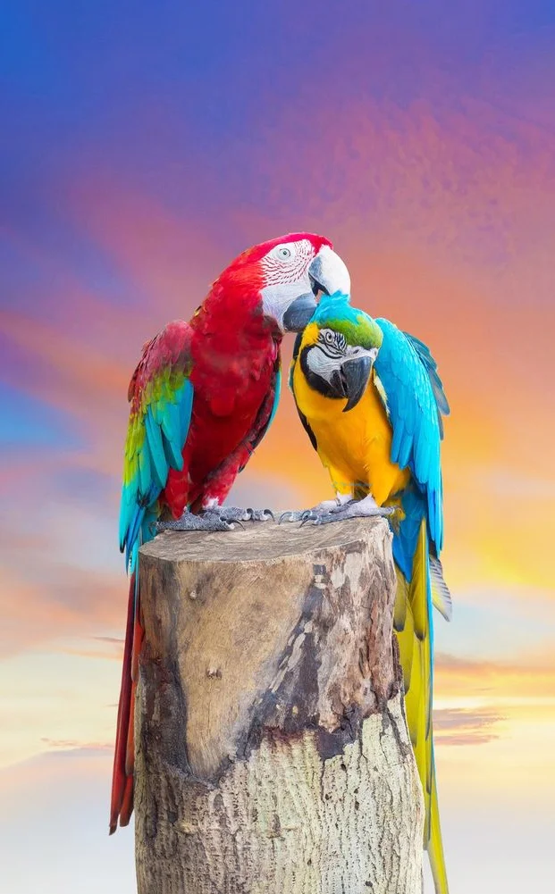 Hình nền con Vẹt cute cho điện thoại