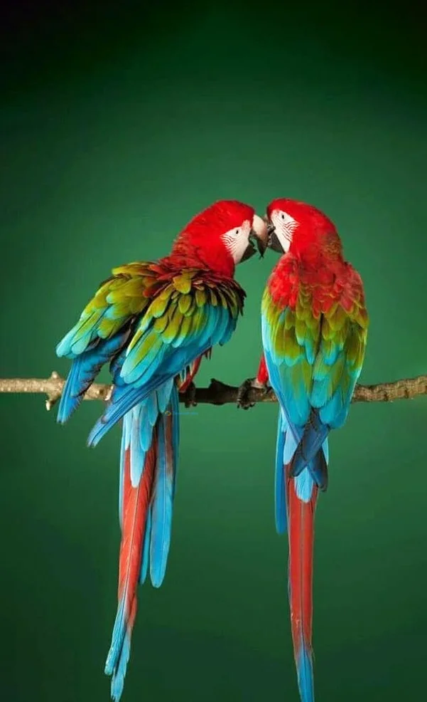 Hình nền con Vẹt cute cho điện thoại