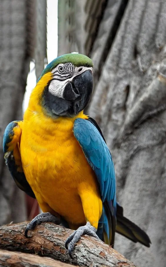 Hình nền con Vẹt cho điện thoại