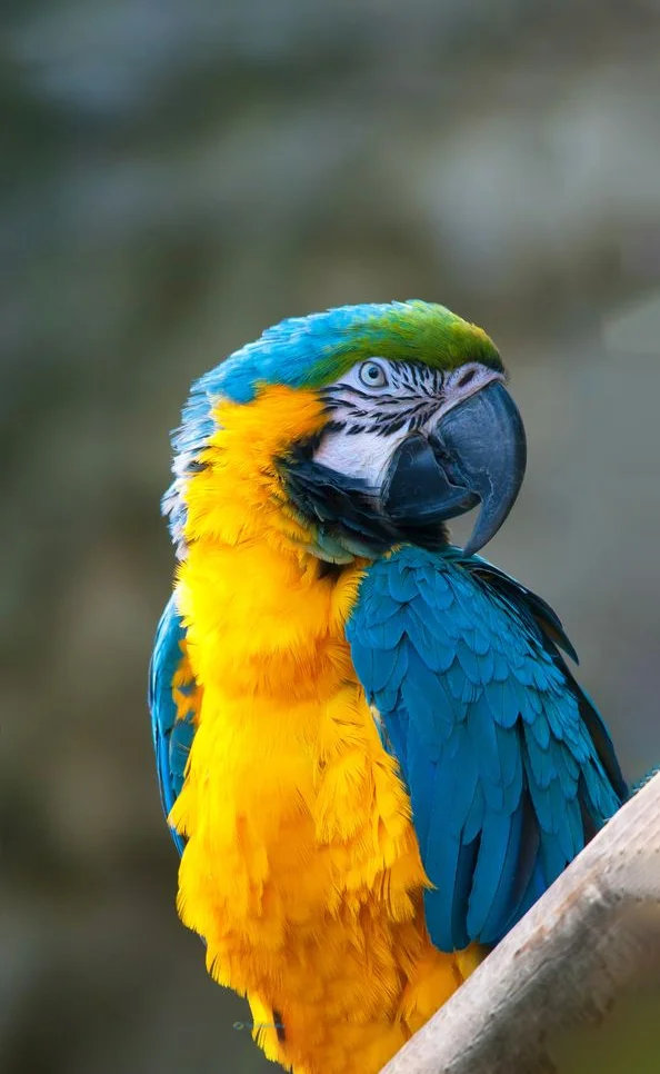 Hình nền con Vẹt cho điện thoại