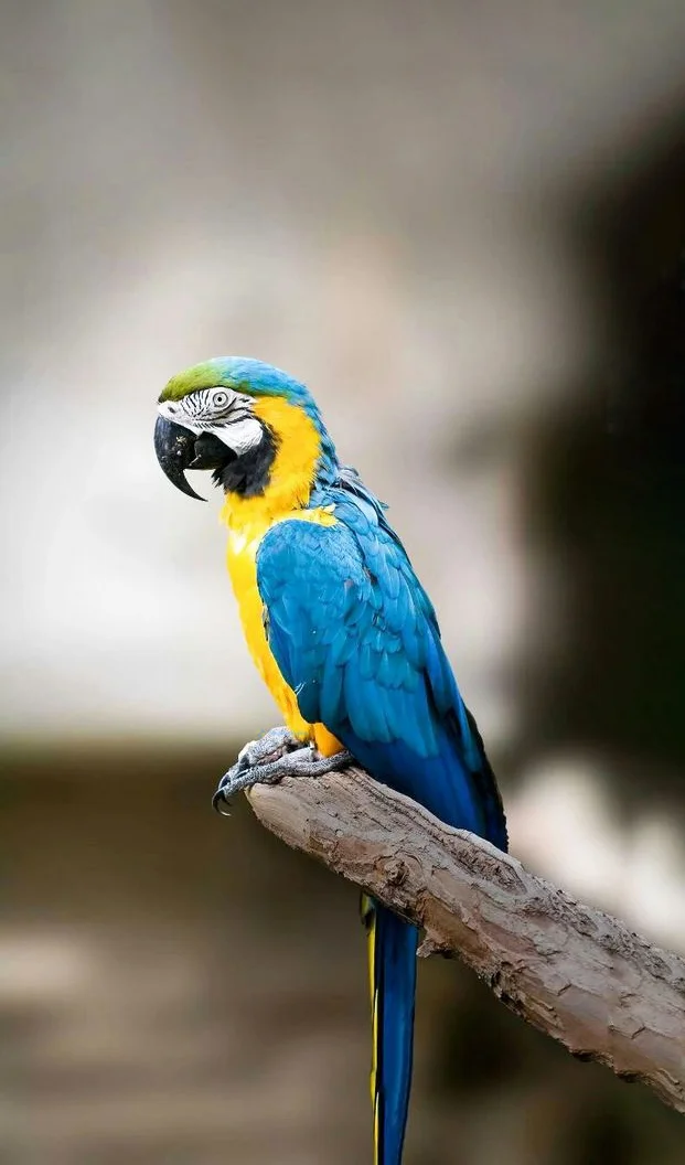 Hình nền con Vẹt cho điện thoại