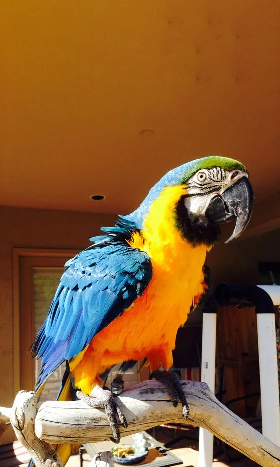 Hình nền con Vẹt cho điện thoại