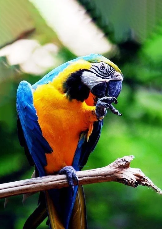 Hình nền con Vẹt cho điện thoại