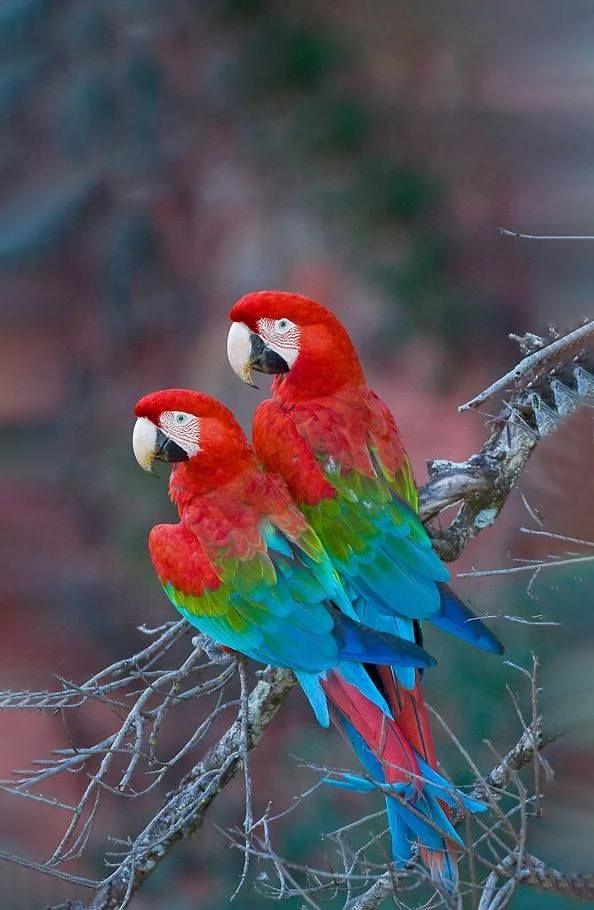 Hình nền con Vẹt cute cho điện thoại