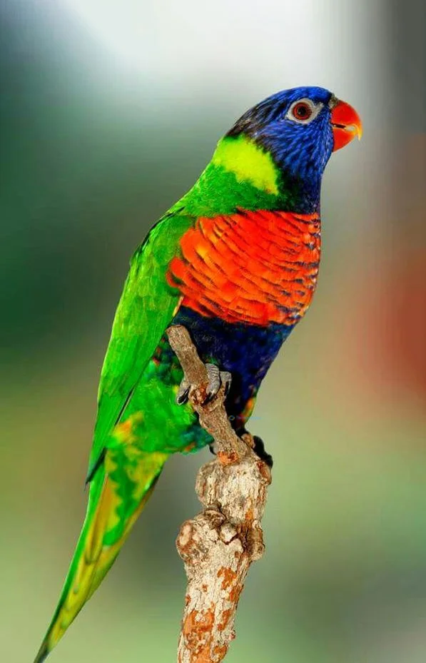 Hình nền con Vẹt cho điện thoại