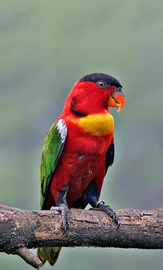 Hình nền con Vẹt cho điện thoại