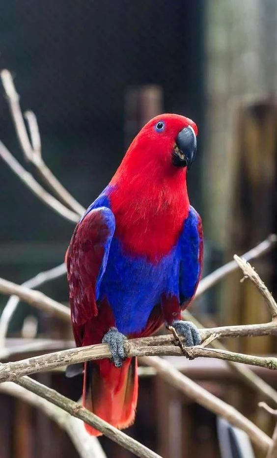 Hình nền con Vẹt cho điện thoại