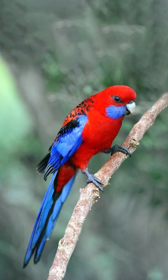 Hình nền con Vẹt cho điện thoại