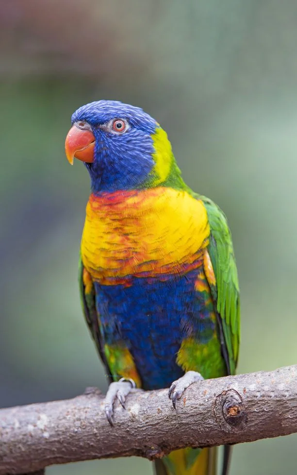 Hình nền con Vẹt cho điện thoại