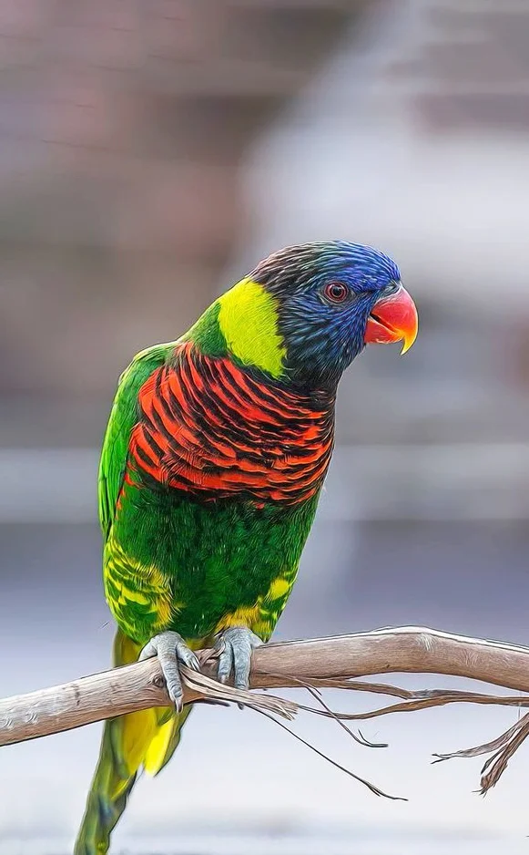 Hình nền con Vẹt cho điện thoại