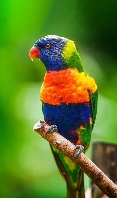 Hình nền con Vẹt cho điện thoại